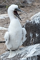 3571 Nazca booby chick